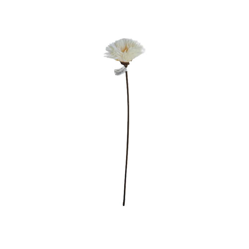 Gerbera  - krémová