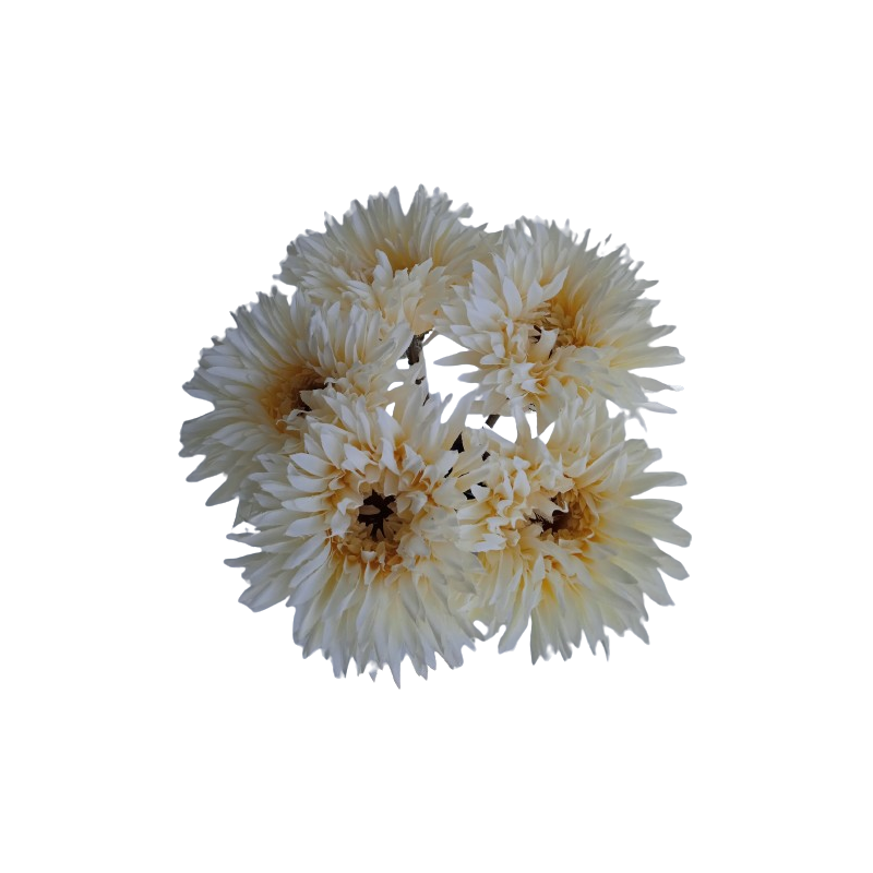 Gerbera  - krémová