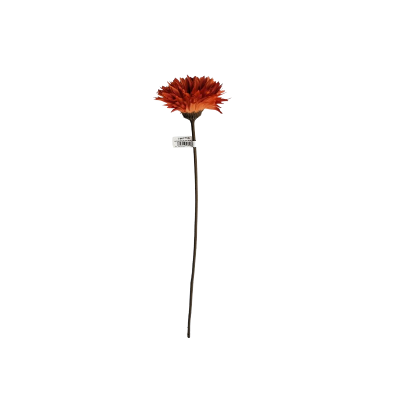 Gerbera  - krémová