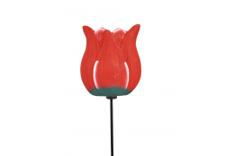 Tulipán červený na tyčce