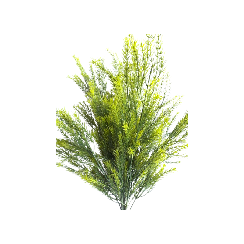 Asparagus svazek