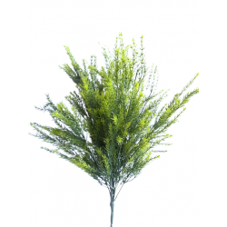 Asparagus svazek 53 cm