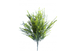 Asparagus svazek 53 cm
