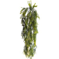 Asparagus převis 75 cm