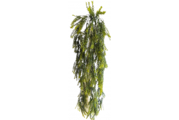 Asparagus převis 75 cm