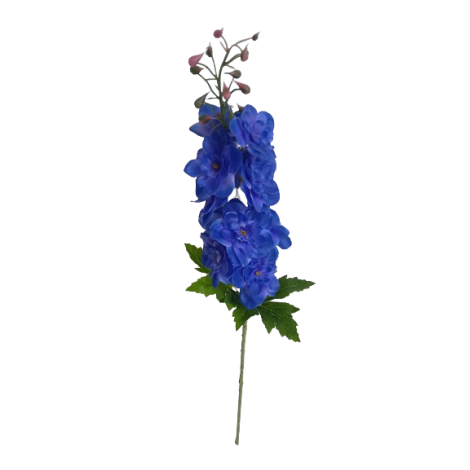 Delphinium