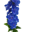 Delphinium