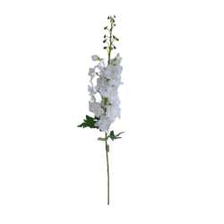 Delphinium bílé 97 cm
