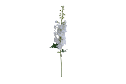 AA Delphinium bílé, v. 97 cm