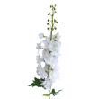 AA Delphinium bílé, v. 97 cm