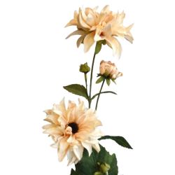 Jiřina sv. broskvová 75 cm
