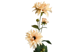 Jiřina sv. broskvová 75 cm