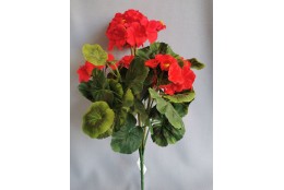 Muškát červený vývazek 40 cm