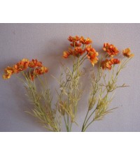 Kopretina oranžová 59 cm