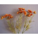 Kopretina oranžová 59 cm