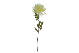 AA Chryzantéma sv. žlutá 70 cm