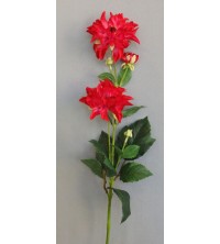 Jiřina beauty 75 cm