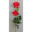 Jiřina beauty 75 cm