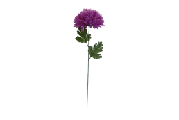 Chryzantéma fialková velká 66 cm