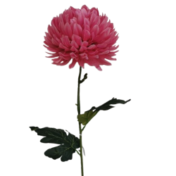 Chryzantéma velká růžová 84 cm