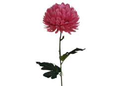 Chryzantéma velká růžová 84 cm