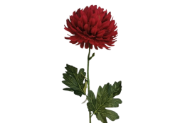 Chryzantéma velká třešňová 84 cm