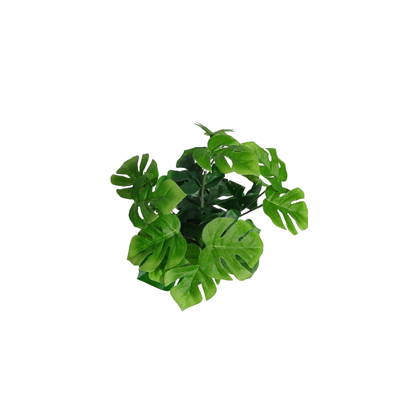 Monstera v květináči