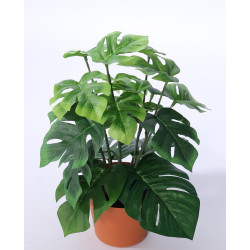 Monstera v květináči 26 cm