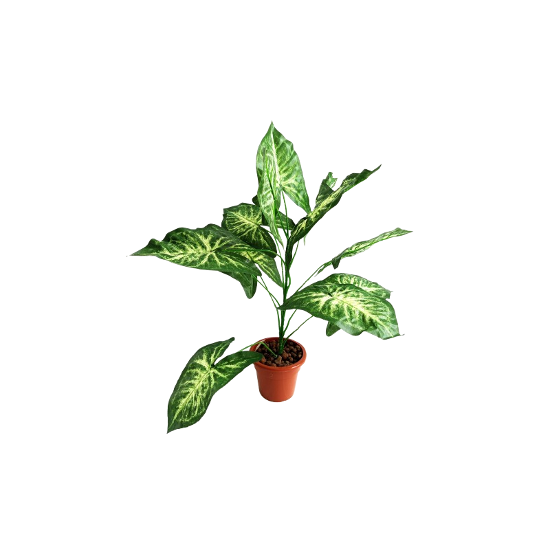 Syngonium 1x rostlina v květináči