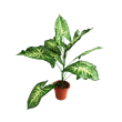 Syngonium 1x rostlina v květináči