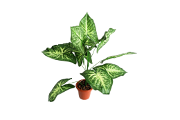 Syngonium v květináči 58 cm