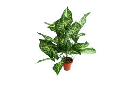 Syngonium v květináči 62 cm