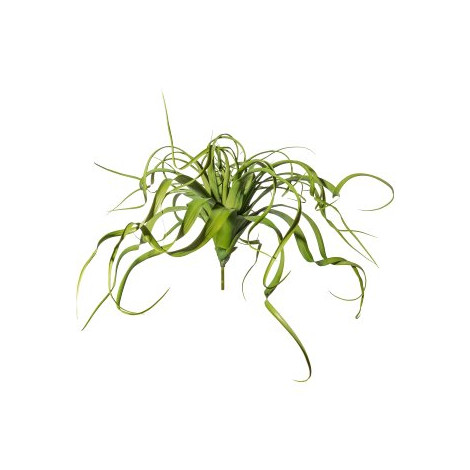 Tillandsia závěsná, 60 cm