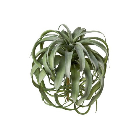 Tillandsia