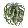 Tillandsia