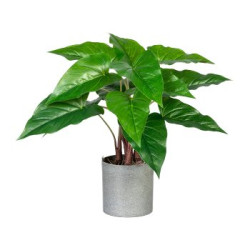Anthurium v květináči, v. 45 cm