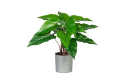 Anthurium v květináči, 45 cm