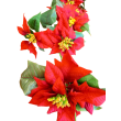 Poinsettie girlanda