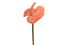 Anthurie červeno-oranžová ojíněná 30 cm