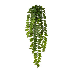 Columnea popínavá 85 cm