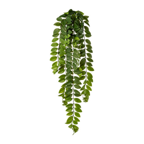 Columnea popínavá 85 cm