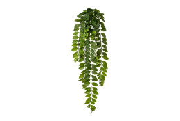 Columnea popínavá 85 cm