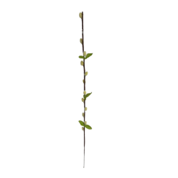 Větev kočička krémová 50 cm