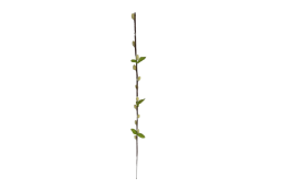 Větev kočička krémová 50 cm
