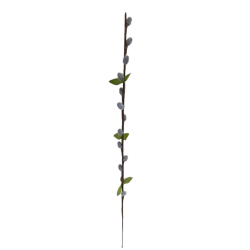 Větev kočičky šedá 50 cm