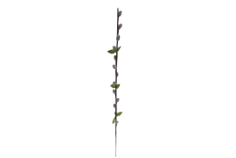 Větev kočičky šedá 50 cm