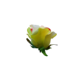Růže vazbová