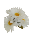 Gerbera kytice, 6 barev