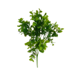 Větvička buxus zelená