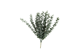 Eukalyptus svazek 12 ks 45 cm